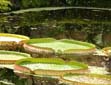 liliescloseupscopy.jpg - 8180 Bytes
