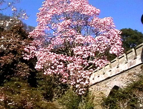 Camelia at Entrance to Caerhays castle