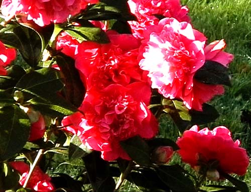 Red Camelia at Crugsillick