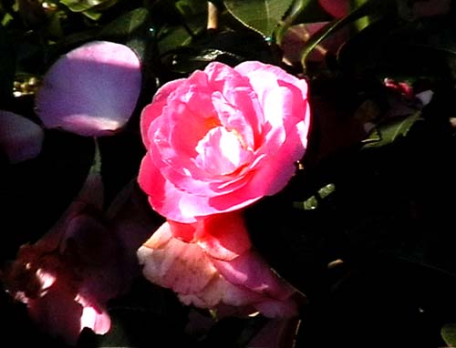 Pink Camelia at Crugsillick