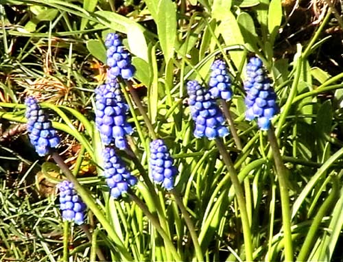 Grape Hyacinth
