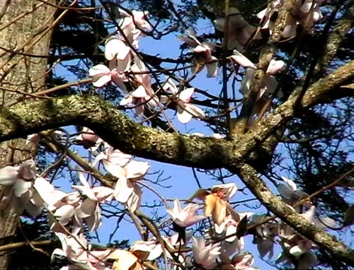 Magnolia Tree at Caerhays Castle