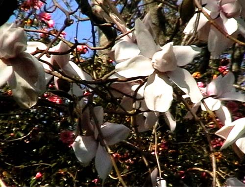 Magnolia at Caerhays Castle