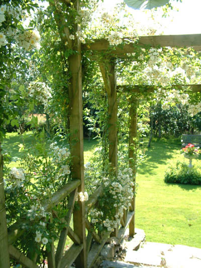 The Rose Pergola at Crugsillick