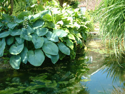 Arum lillies at Crugsillick