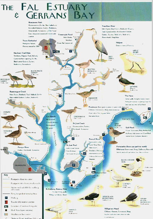 Birdlife on the Fal